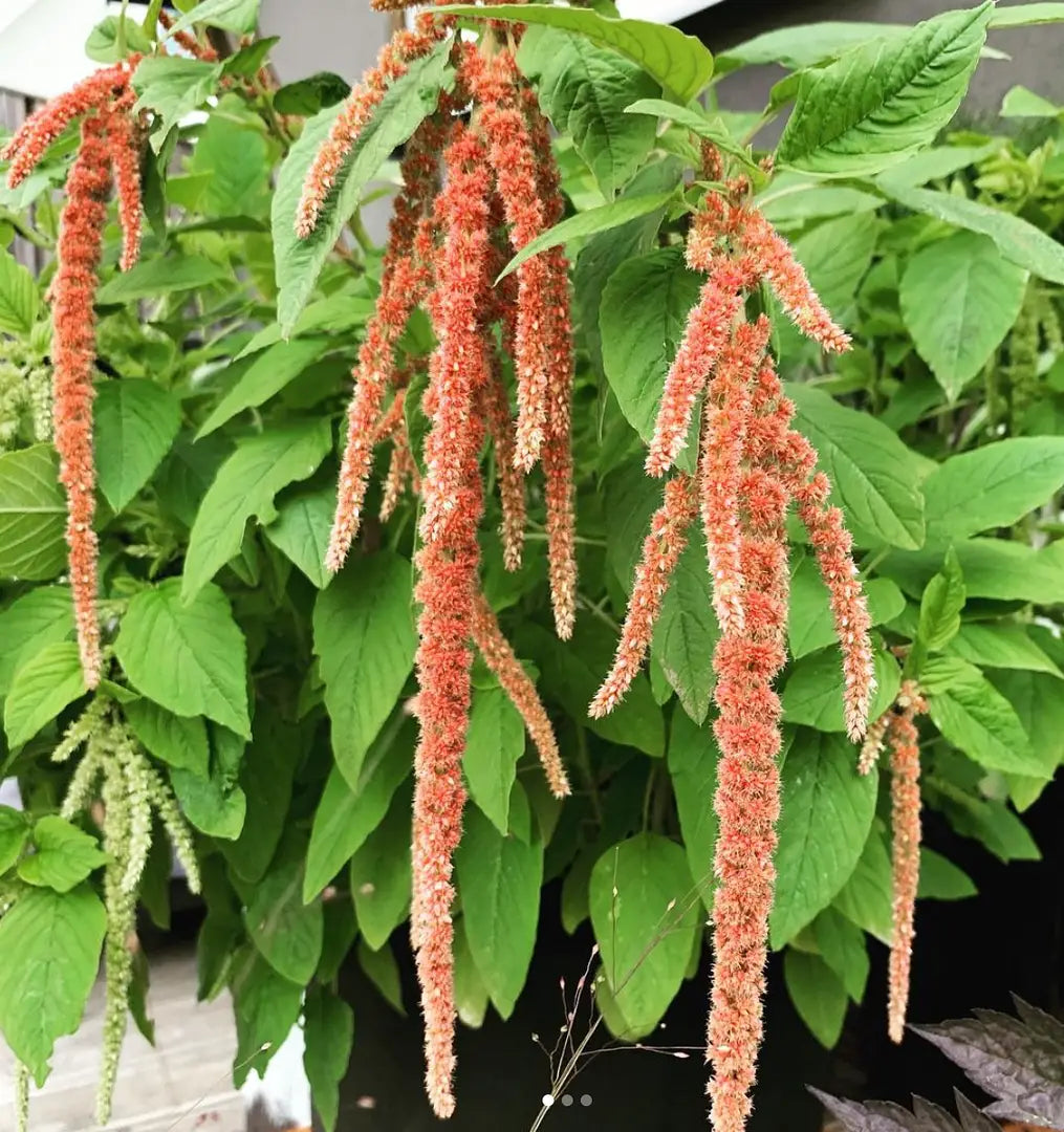 Amarante 'Coral Fountain' bio
