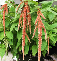 Amarante 'Coral Fountain' bio