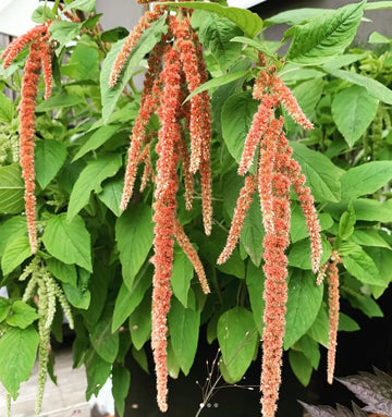 Amarante 'Coral Fountain' bio