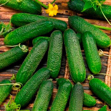 Concombre 'Corentine'