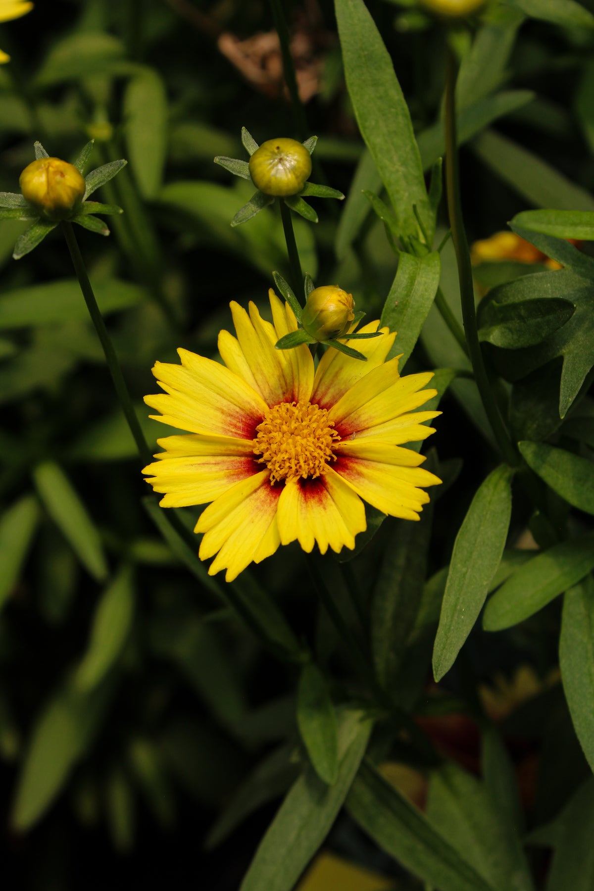 Coreopsis 'Li'l Bang Enchanted Eve'