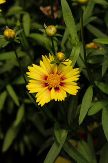 Coreopsis 'Li'l Bang Enchanted Eve'