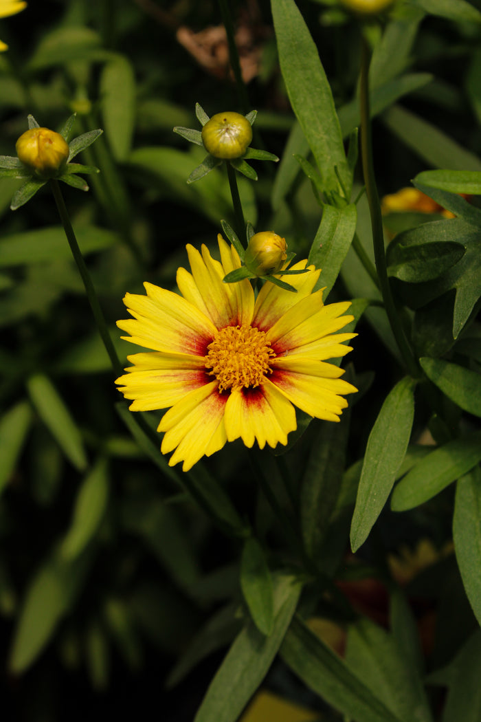 Coreopsis 'Li'l Bang Enchanted Eve'