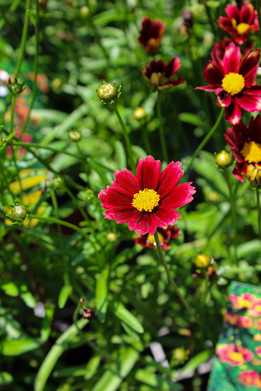 Coreopsis 'Li'l Bang Red Elf'