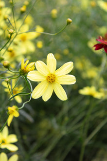 Coreopsis verticillata 'Moonbeam'