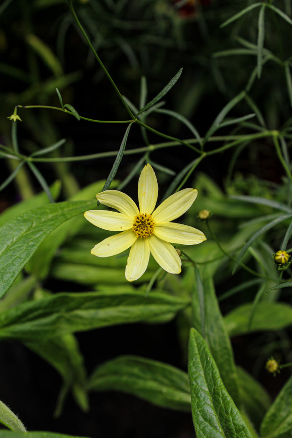 Coreopsis verticillata 'Moonbeam'