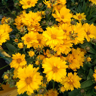 Photo de Coréopsis 'Presto'. La couleur caractéristique est : jaune. Le visuel permet d'observer les contours, les teintes et la disposition des éléments présentés. Les détails de forme et les contrastes donnent un aperçu de l'apparence de cette plante ou de sa récolte. Cette photographie accompagne la variété nommée afin de l'identifier dans la sélection de semences.