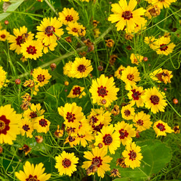 Coréopsis 'Tinctoria'