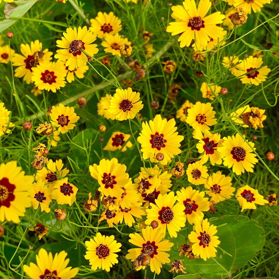 Coréopsis 'Tinctoria'