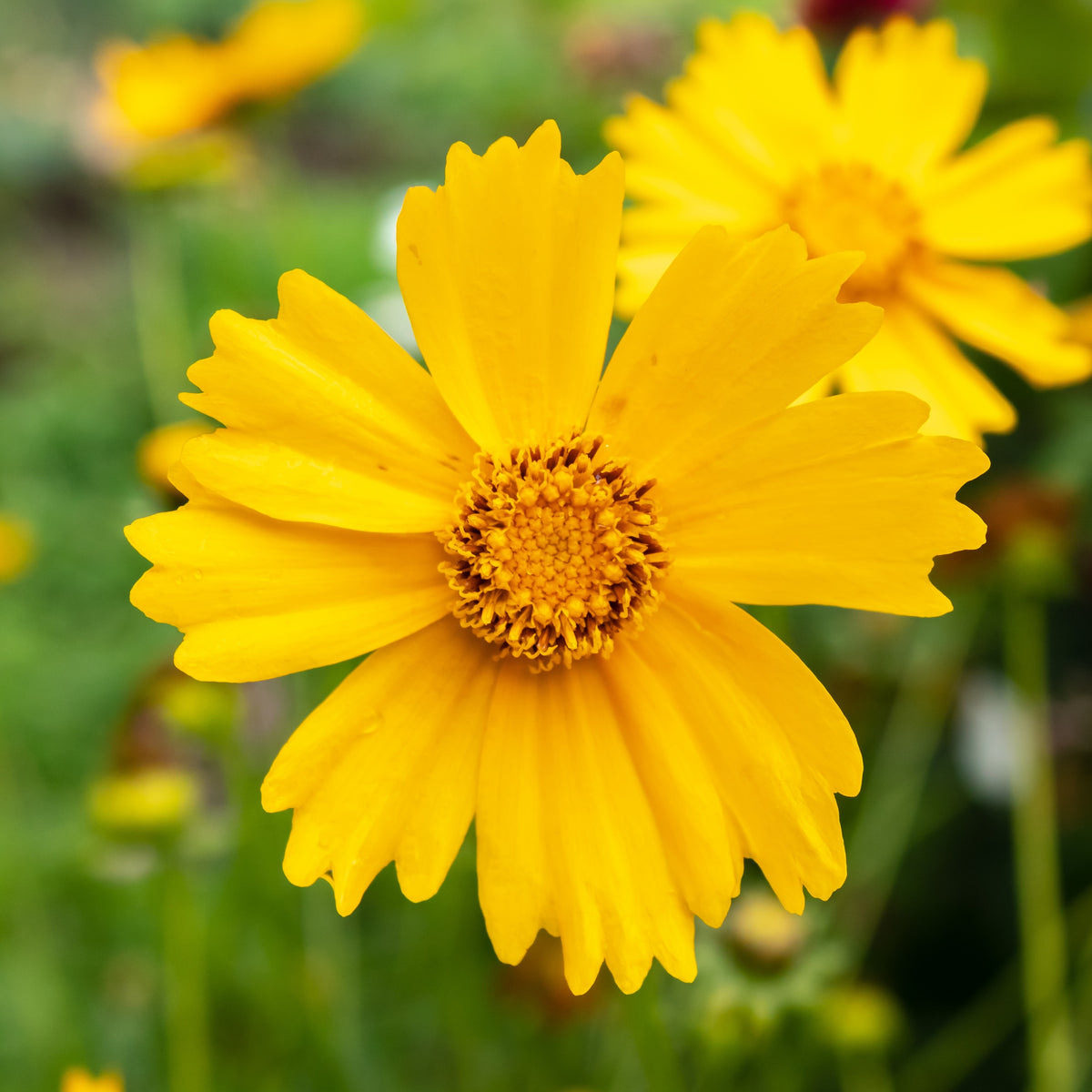 Image officielle de Coréopsis à Feuilles Lancéolées, Coreopsis lanceolata, associée au petit sachet.