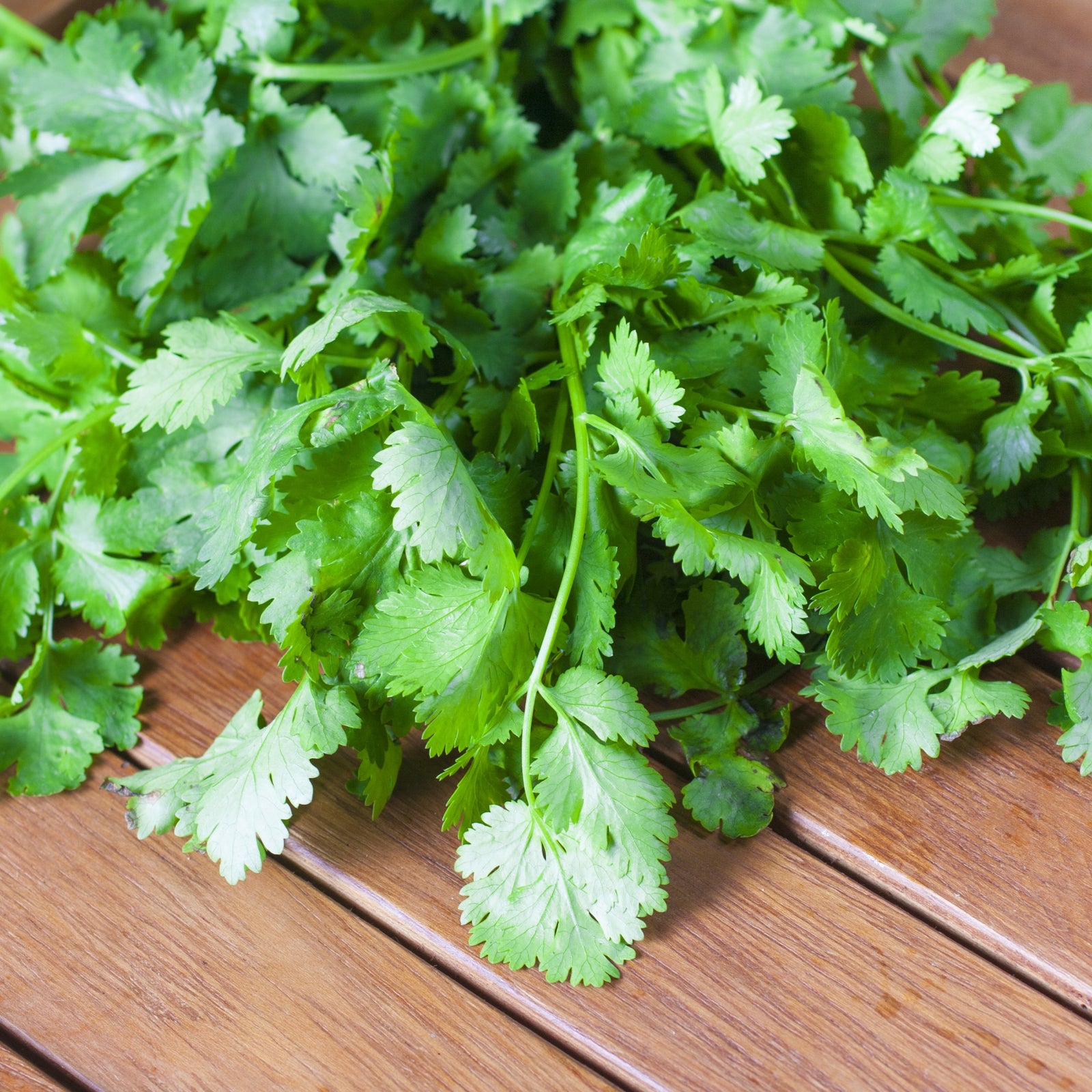 Coriander