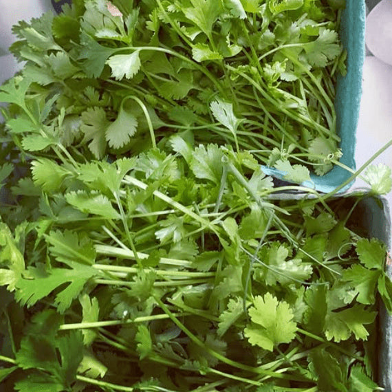 Organic 'Calypso' Coriander