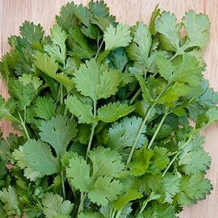 Organic 'Caribbean' Coriander