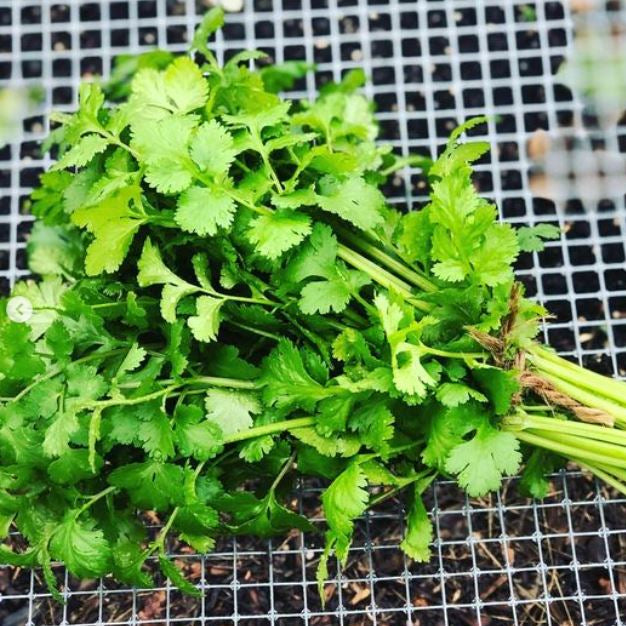 Organic 'Cruiser' Coriander