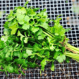 Organic 'Cruiser' Coriander