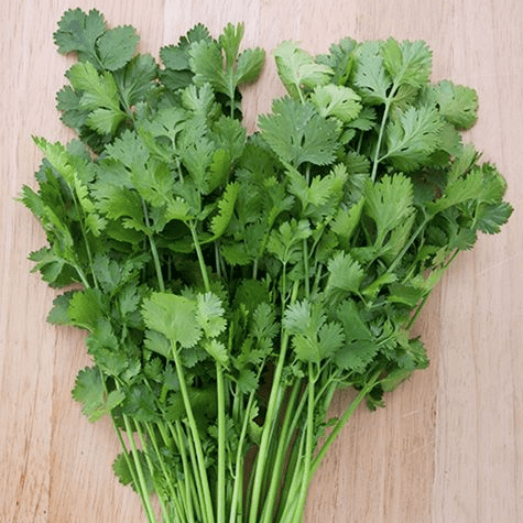 Organic Coriander 'Santo'