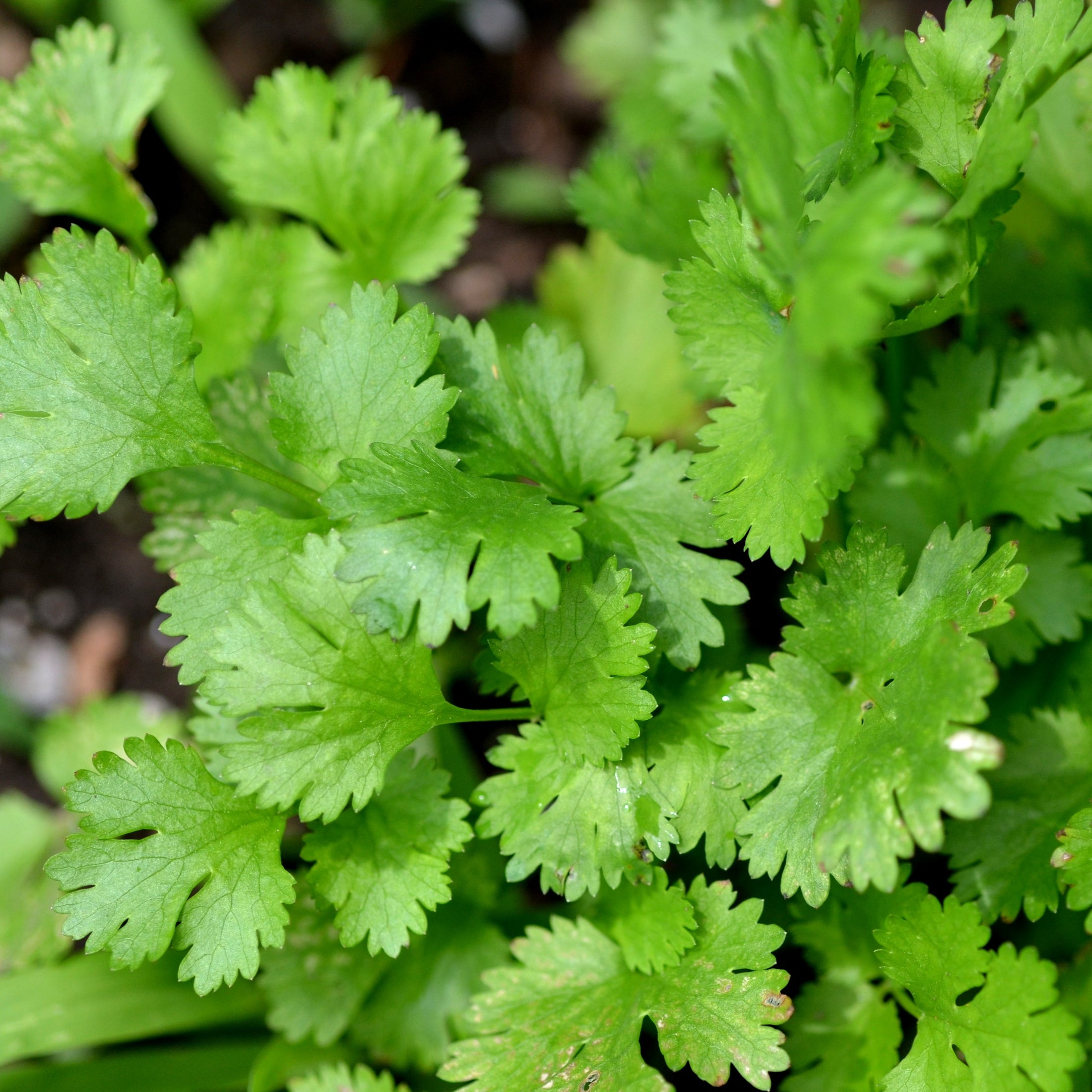 Cilantro 'Slowbolt' (Coriandrum sativum)