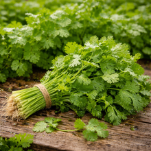 Organic cilantro and coriander (<em>Coriandrum sativum</em>)