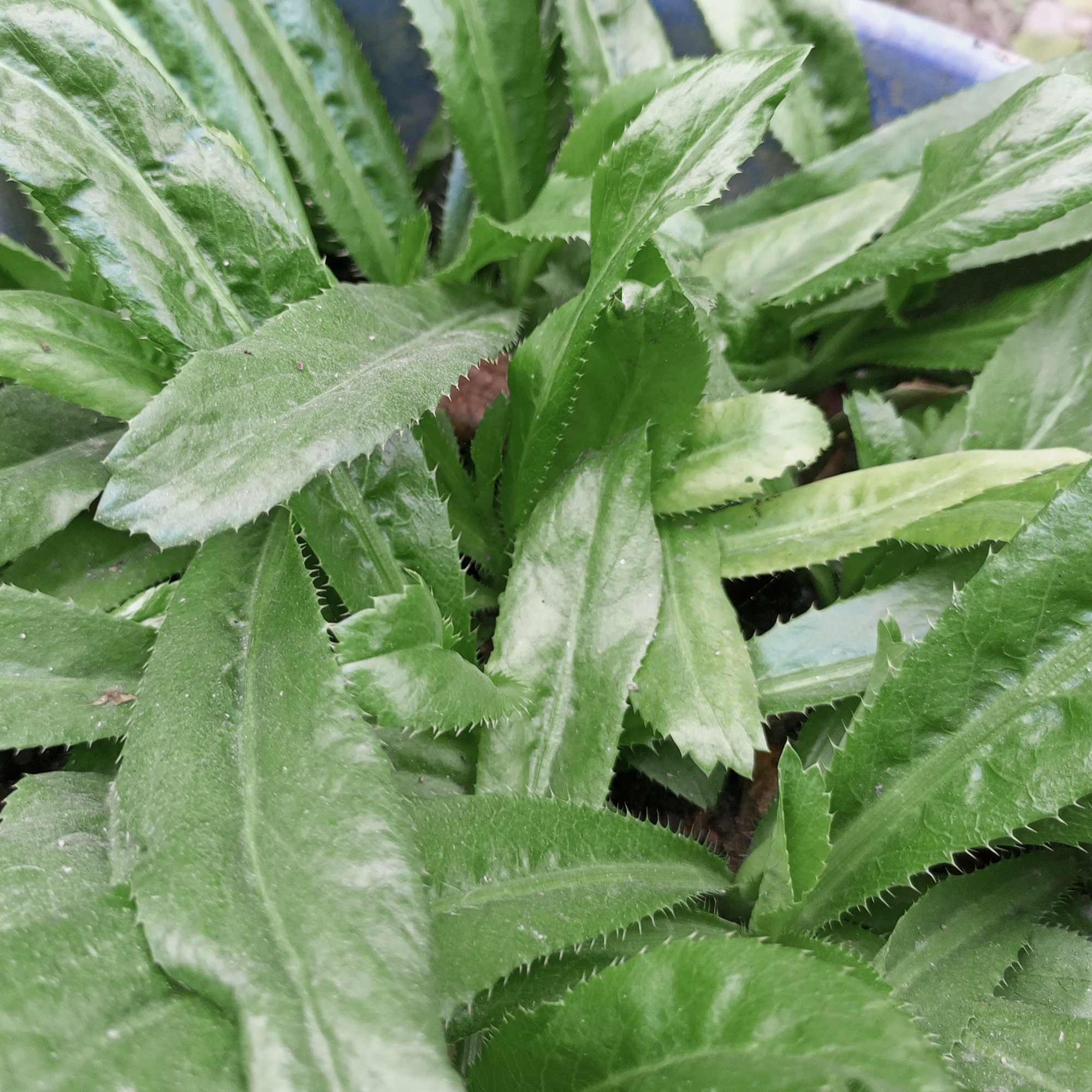 Coriandre mexicaine