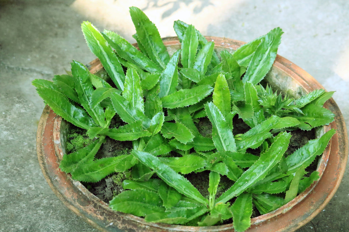 Coriandre mexicaine