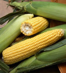 Illustration associée à Maïs sucré jaune, dans la gamme Weston. Ce maïs sucré hybride produit des grains jaunes; un approvisionnement régulier en eau accompagne la formation des épis. Le visuel permet de repérer la référence et l’aspect présenté pour cette sélection. Les dimensions et les couleurs observées au jardin dépendent du stade de croissance et des conditions de culture.