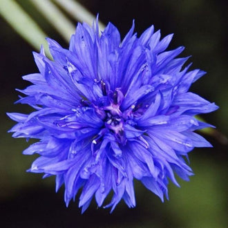 Organic Blue Cornflower Seeds by Gaia, product image prepared for Canadian gardeners.