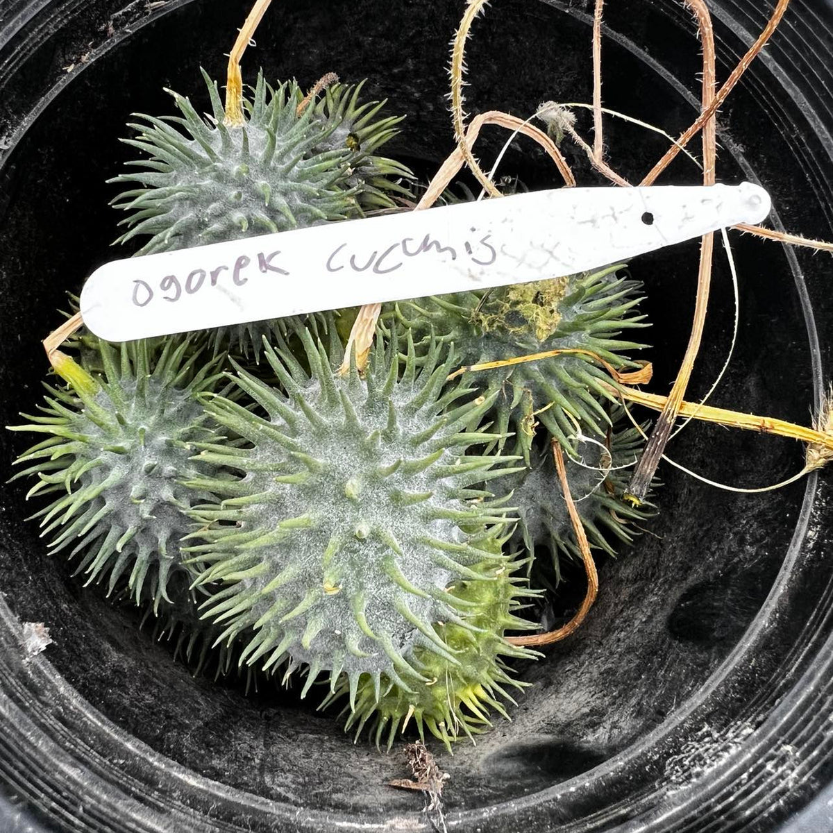 Cornichon 'Arabian' bio