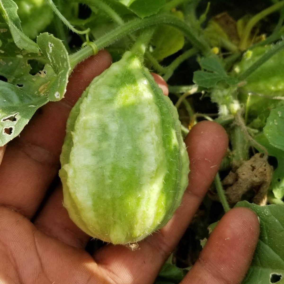 Cornichon 'Liso Calcutta' bio