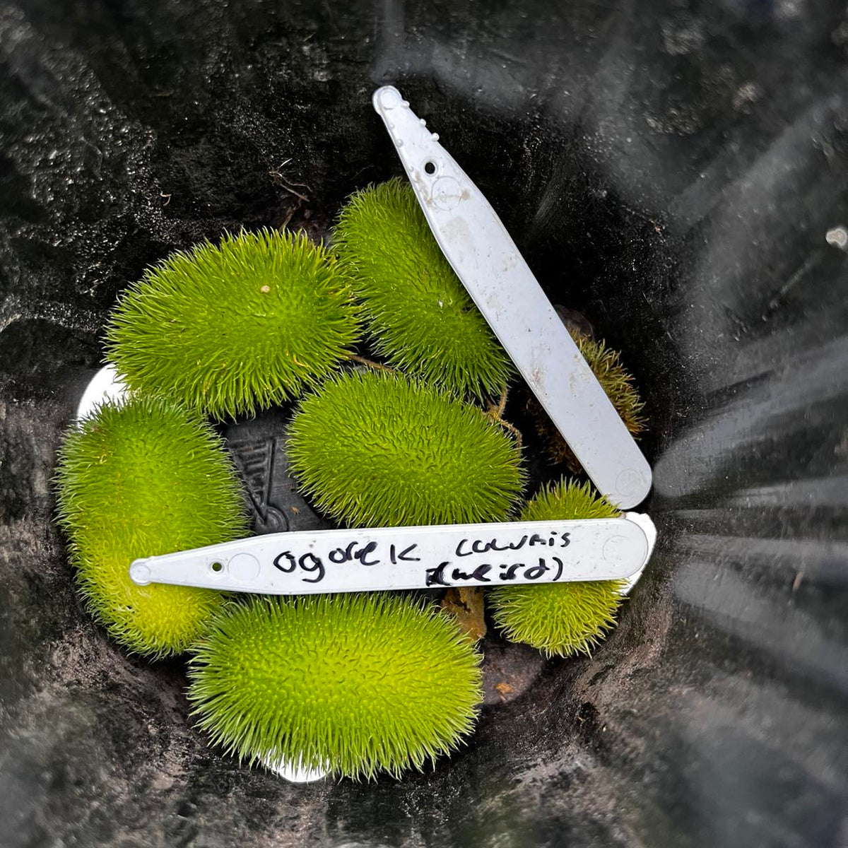 Cornichon 'South African Spiny Cucumber' bio