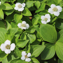 Image officielle de Cornouiller Quatre-Temps, Cornus canadensis, associée au petit sachet de.