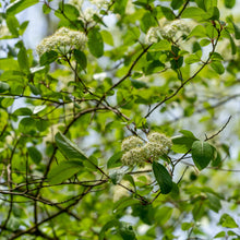 Alternate-leaved Dogwood