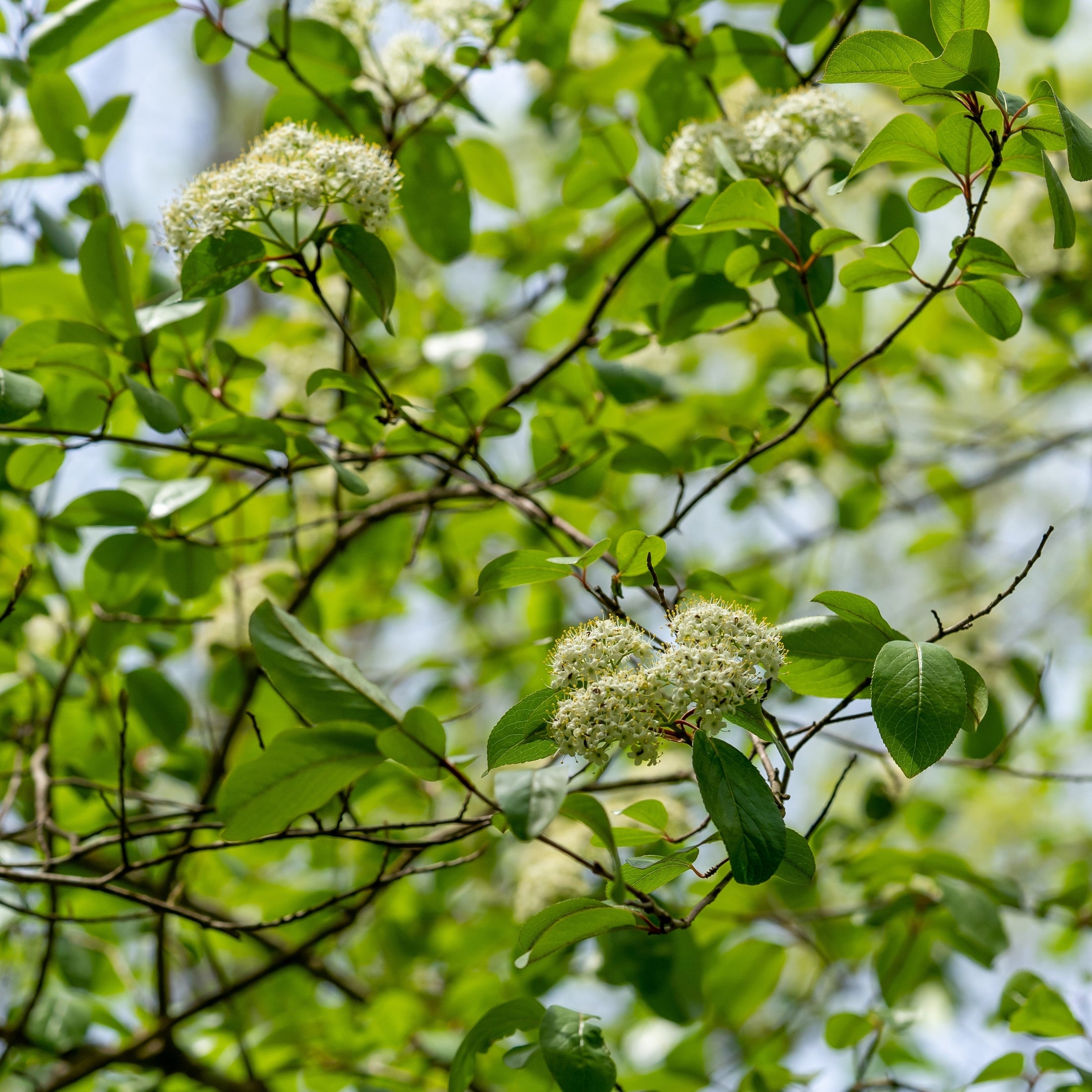 Alternate-leaved Dogwood