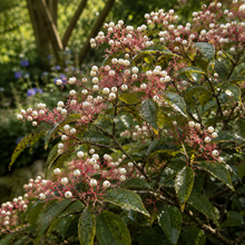 Cornus racemosa