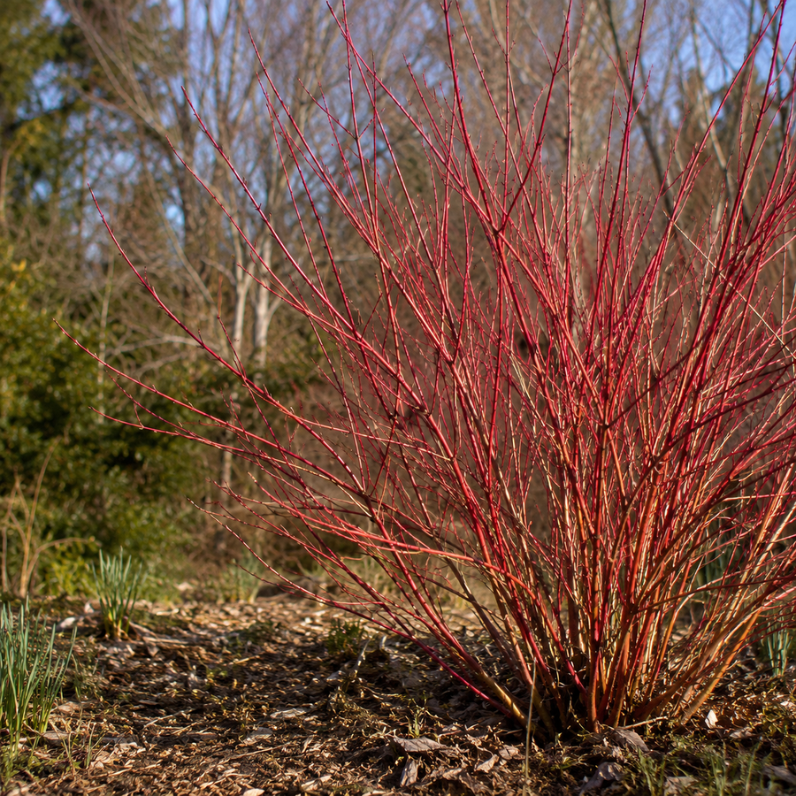 Cornus sericea