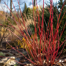 Cornus sericea 'Cardinalis'