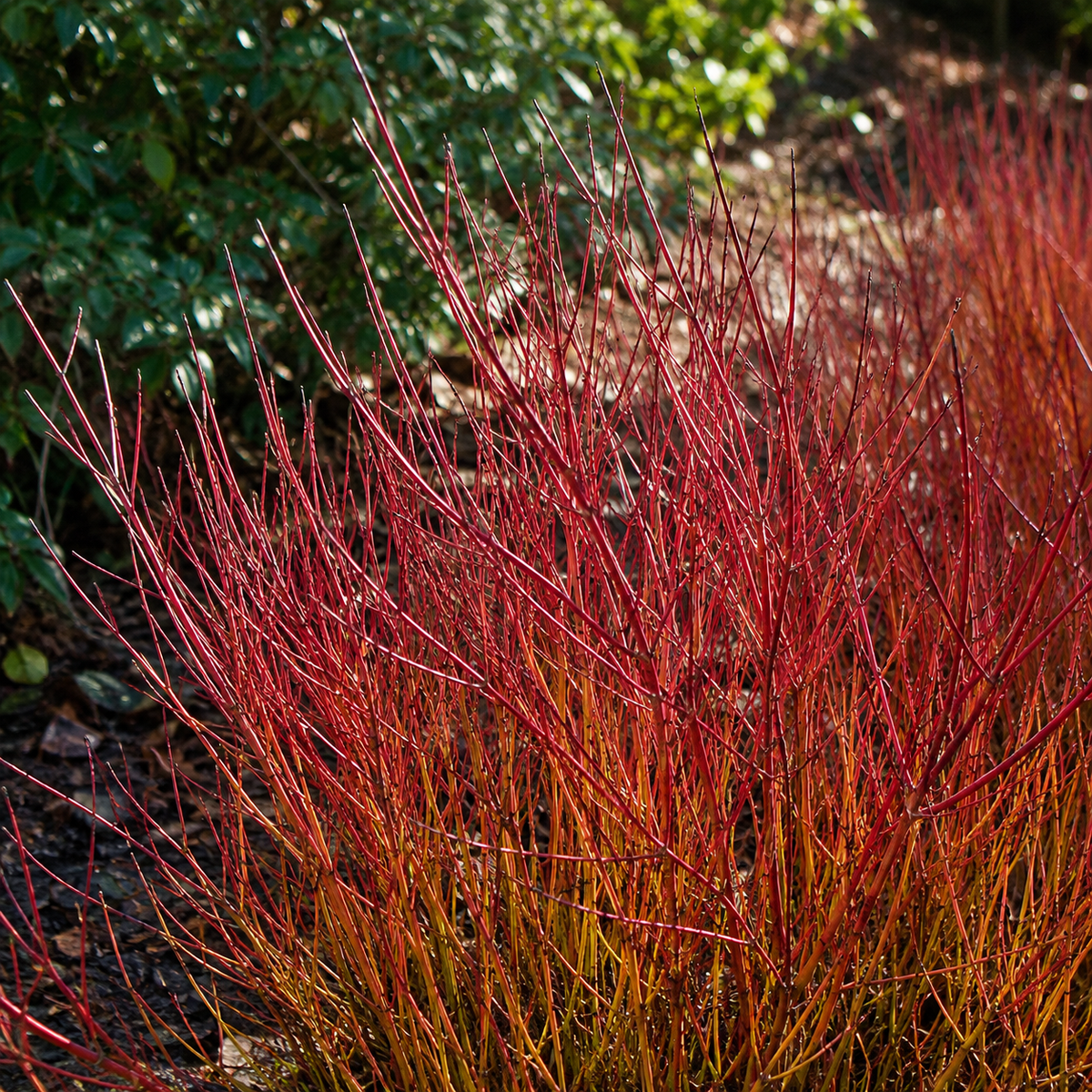 Cornus sericea 'Kelsey's Dwarf'
