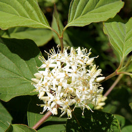 Les semences Marie-Victorin | Cornus stolonifera (Hart rouge ...