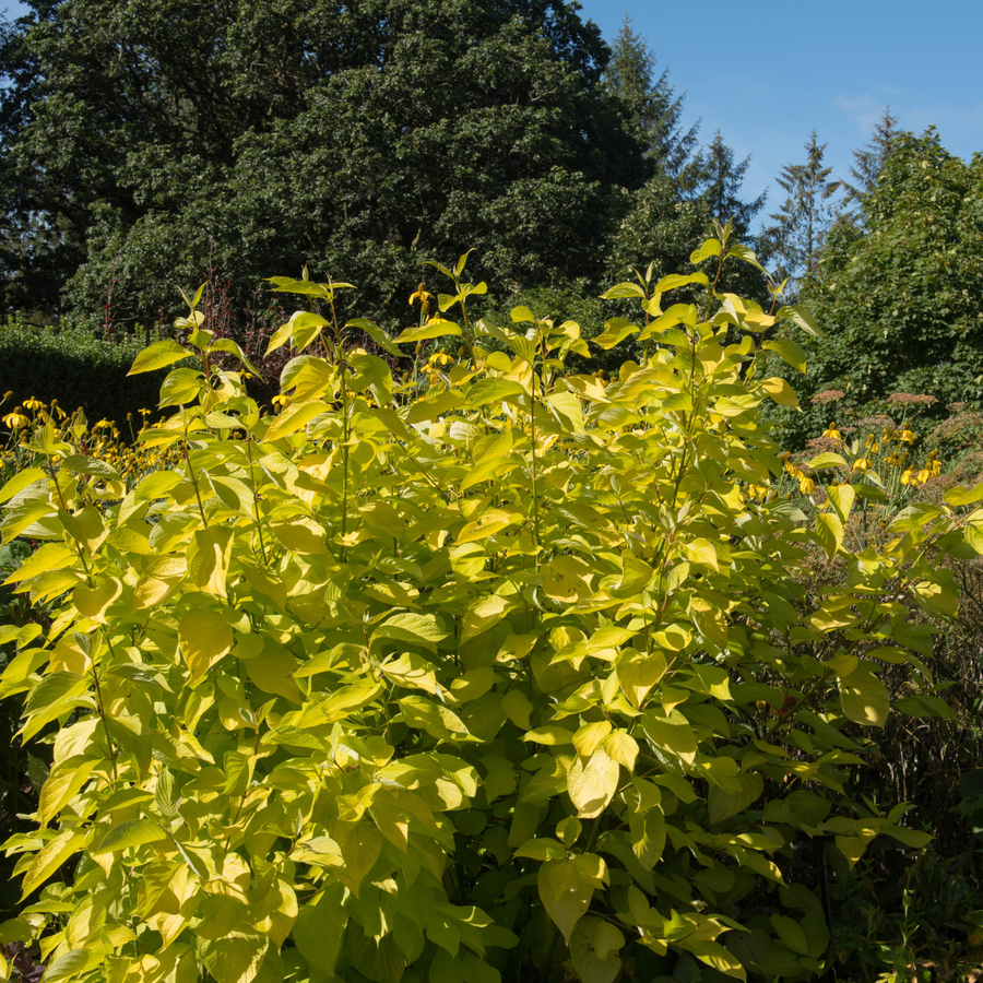 Cornus alba 'Aurea'