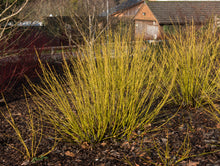 Cornus alba 'Bud's Yellow'