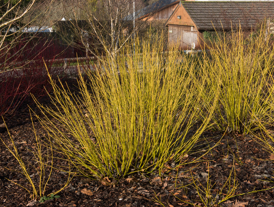 Cornus alba 'Bud's Yellow'