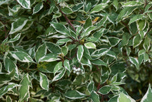 Cornus alba 'Elegantissima'