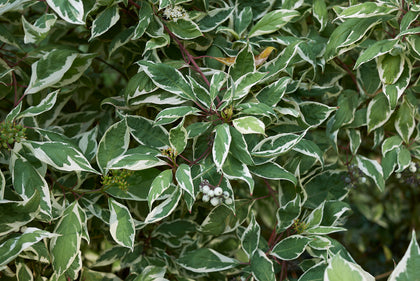 Cornus alba 'Elegantissima'