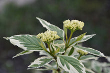 Cornus alba 'Elegantissima'