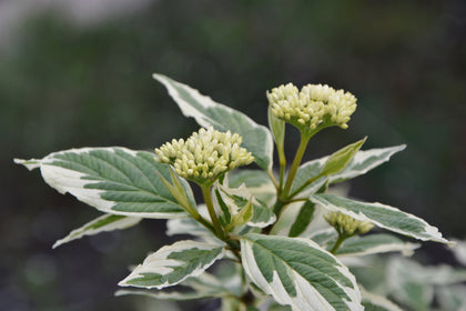 Cornus alba 'Elegantissima'
