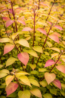 Cornus alba 'Golden Prairie Fire'