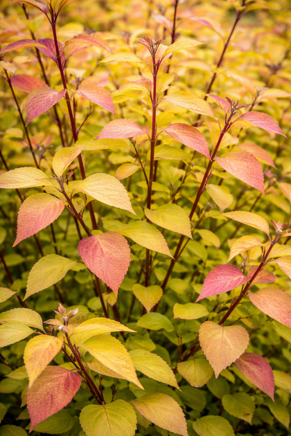 Cornus alba 'Golden Prairie Fire'