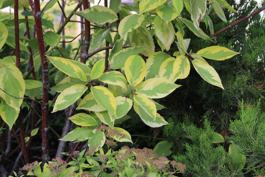 Cornus alba 'Gouchaultii'