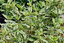 Cornus alba 'Ivory Halo'
