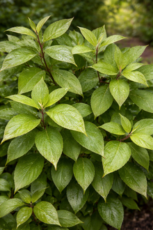 Cornus alba 'Little Rebel'