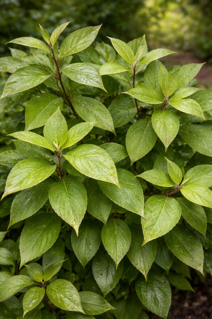 Cornus alba 'Little Rebel'